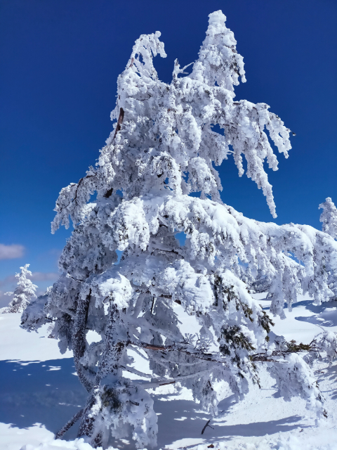 たかつえ山頂２